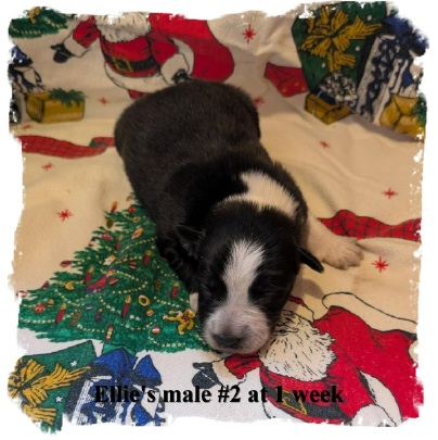 ABCA registeredB/W male Border Collie out of working stock at 1 week